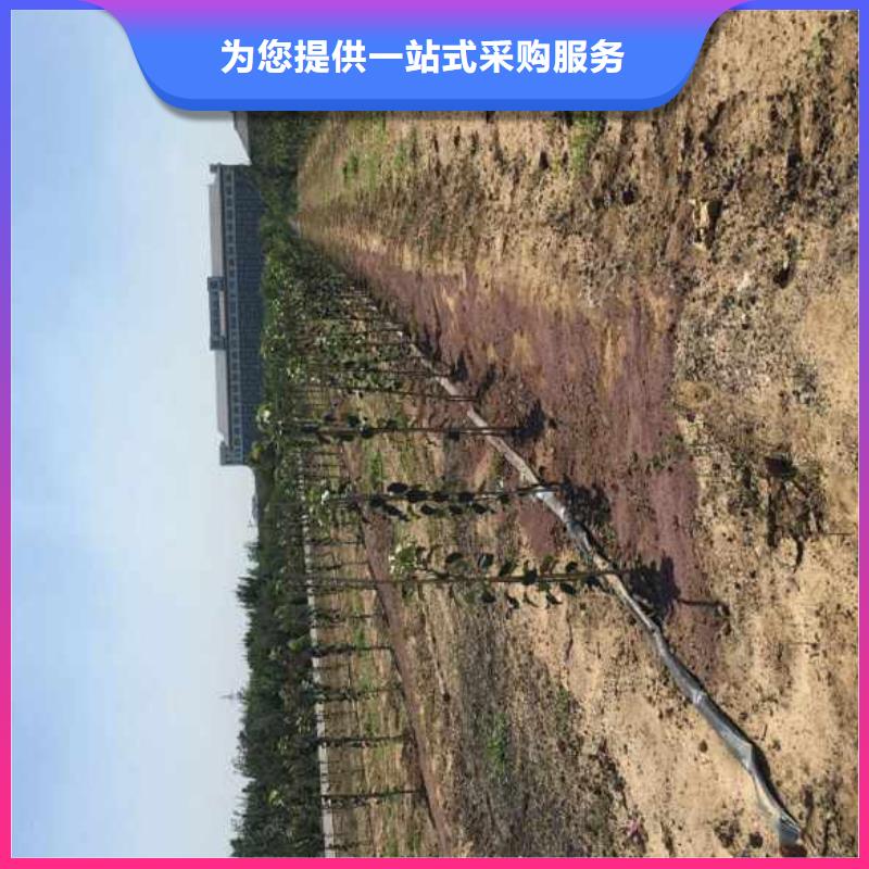 苹果苗,花椒苗现货销售