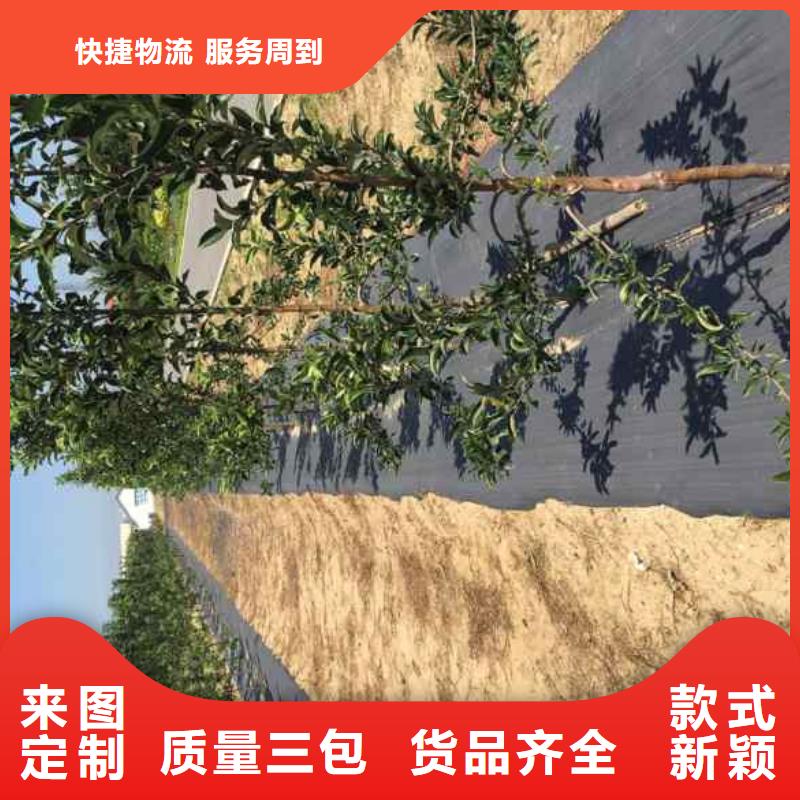 苹果苗蓝莓苗严选材质