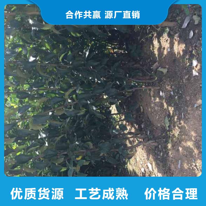 苹果苗花椒苗支持定制批发