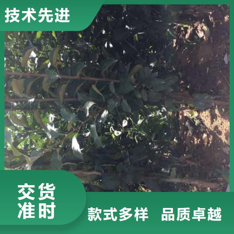 苹果苗【梨树苗】细节之处更加用心