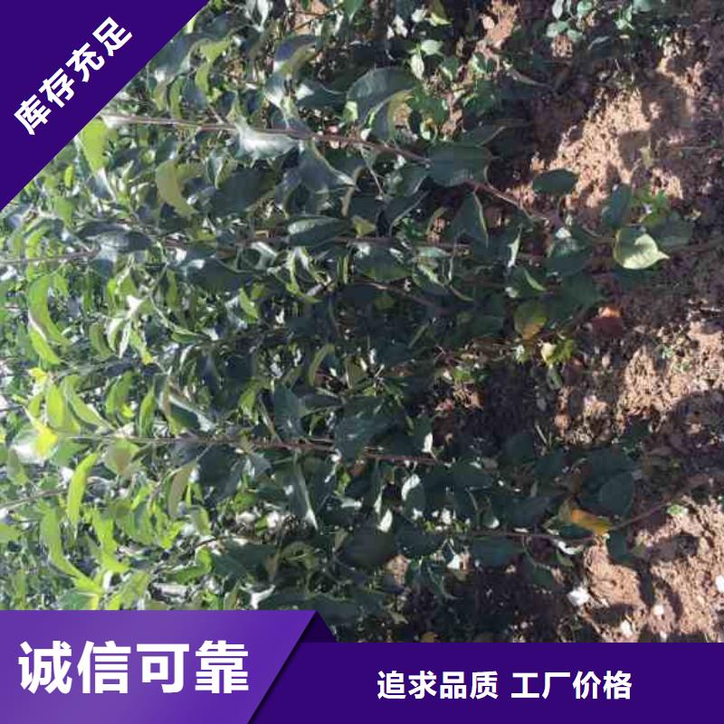 苹果苗板栗苗行业优选