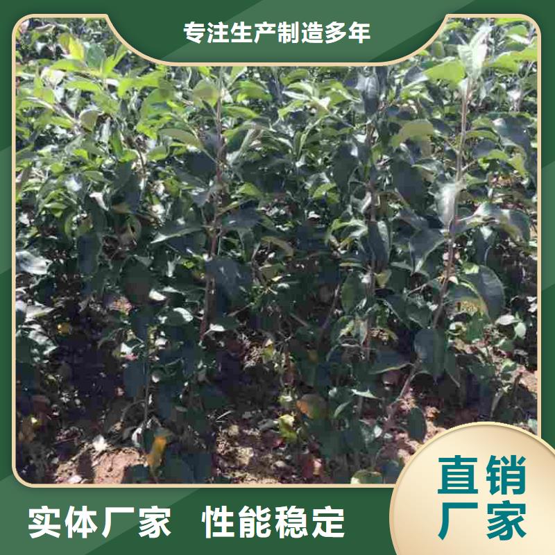 【苹果苗-花椒苗厂家大量现货】