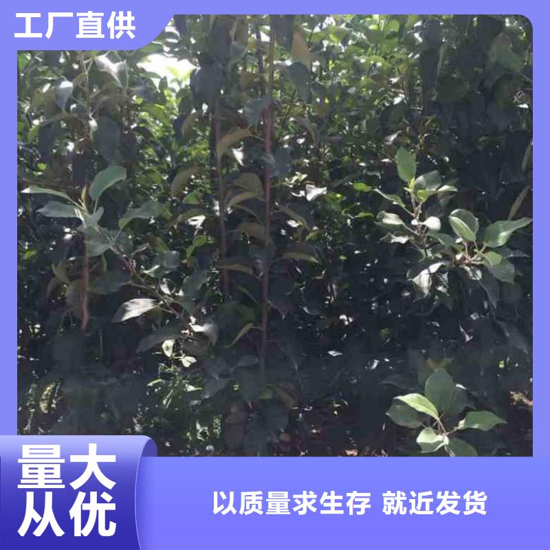 苹果苗蓝莓苗严选材质
