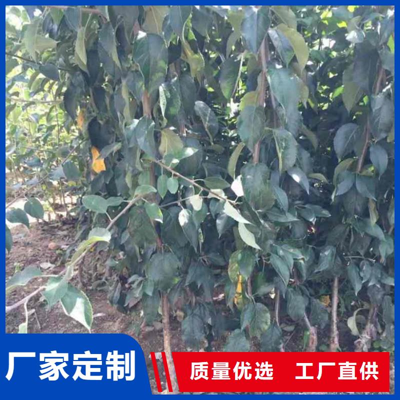 苹果苗蓝莓苗严选材质