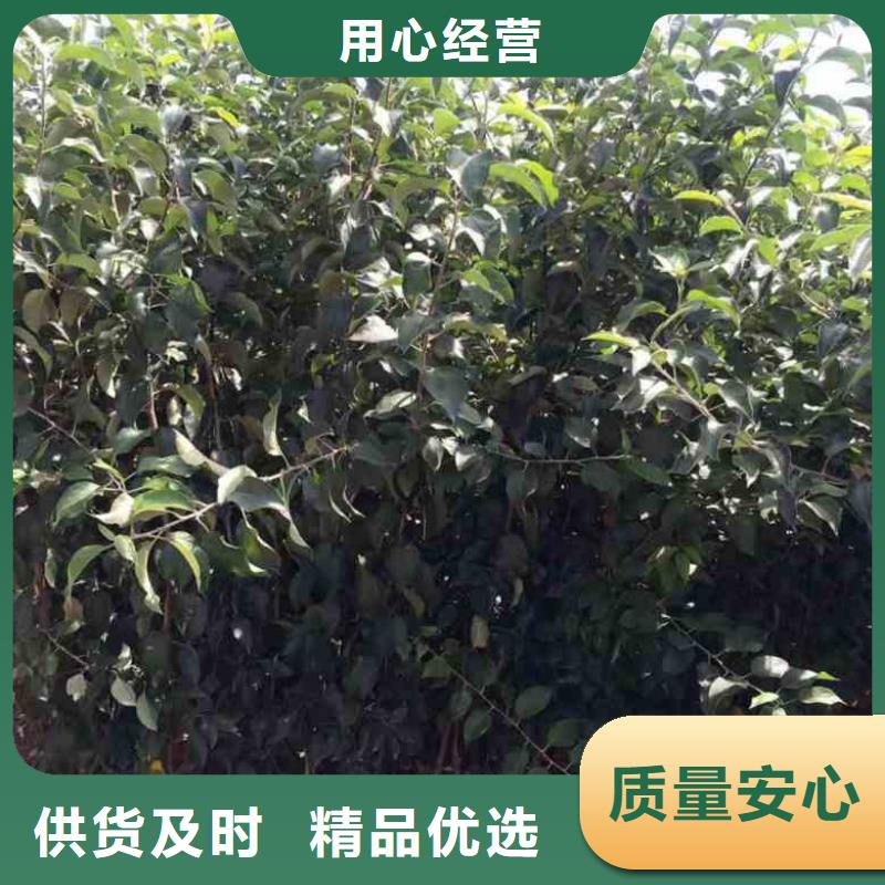 苹果苗蓝莓苗严选材质