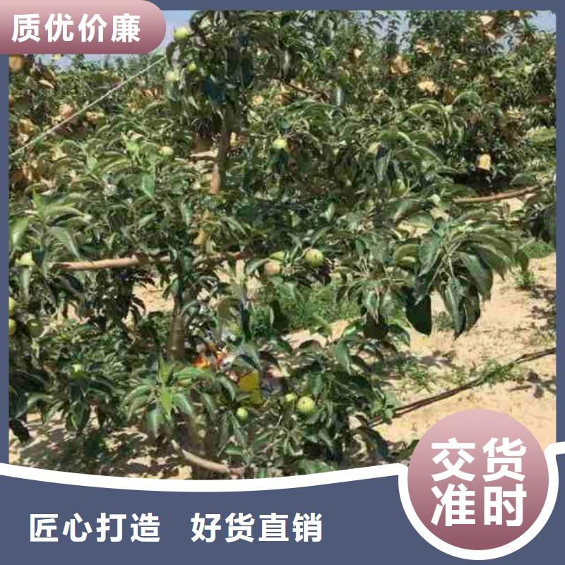 苹果苗蓝莓苗严选材质