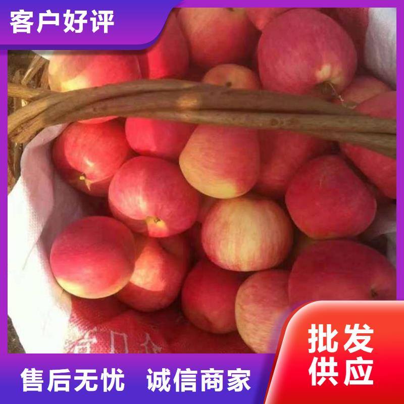 【苹果苗板栗苗多年实力厂家】