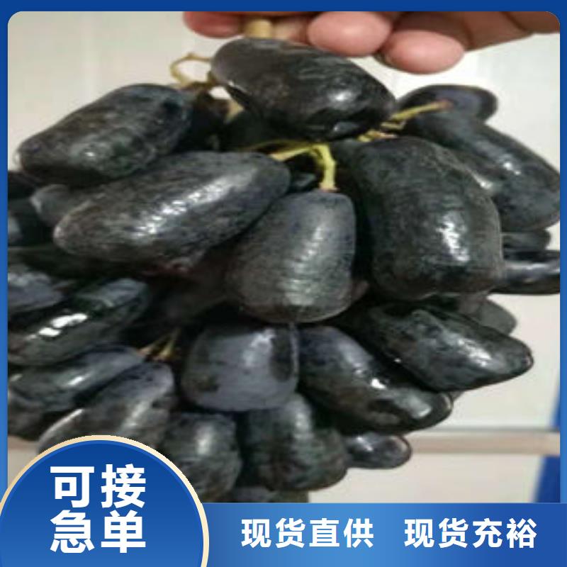 葡萄苗_核桃苗用心做好细节