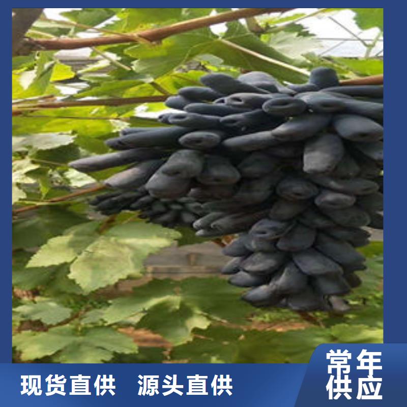 葡萄苗_核桃苗用心做好细节