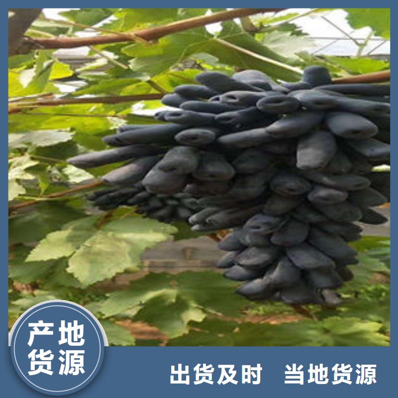 葡萄苗花椒苗源头厂家来图定制