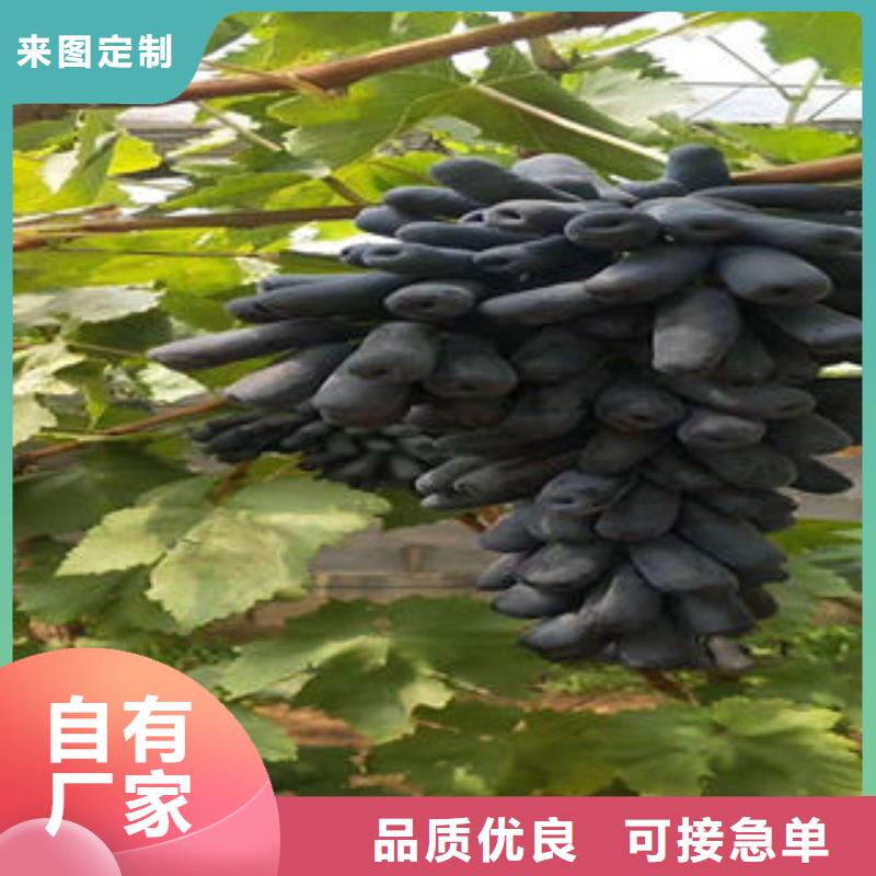 葡萄苗,梨树苗价格实在