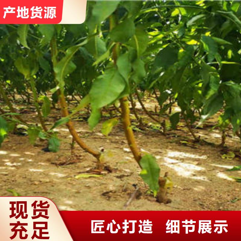 葡萄苗,梨树苗厂家货源稳定