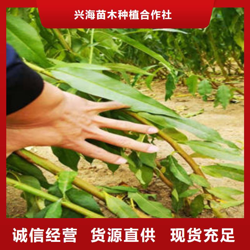 葡萄苗李子苗欢迎来电询价