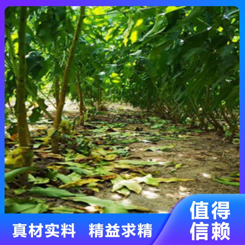 葡萄苗【花椒苗】让利客户