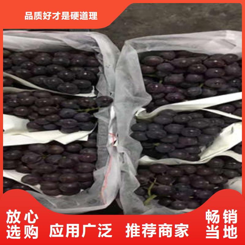 葡萄苗李子苗欢迎来电询价