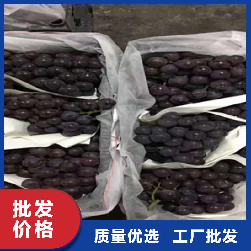 葡萄苗梨树苗质量为本