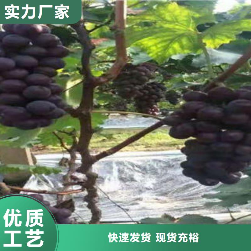 葡萄苗【花椒苗】让利客户
