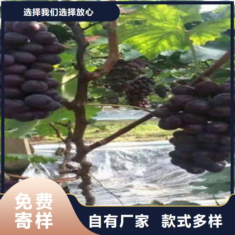 葡萄苗【蓝莓苗】出厂严格质检