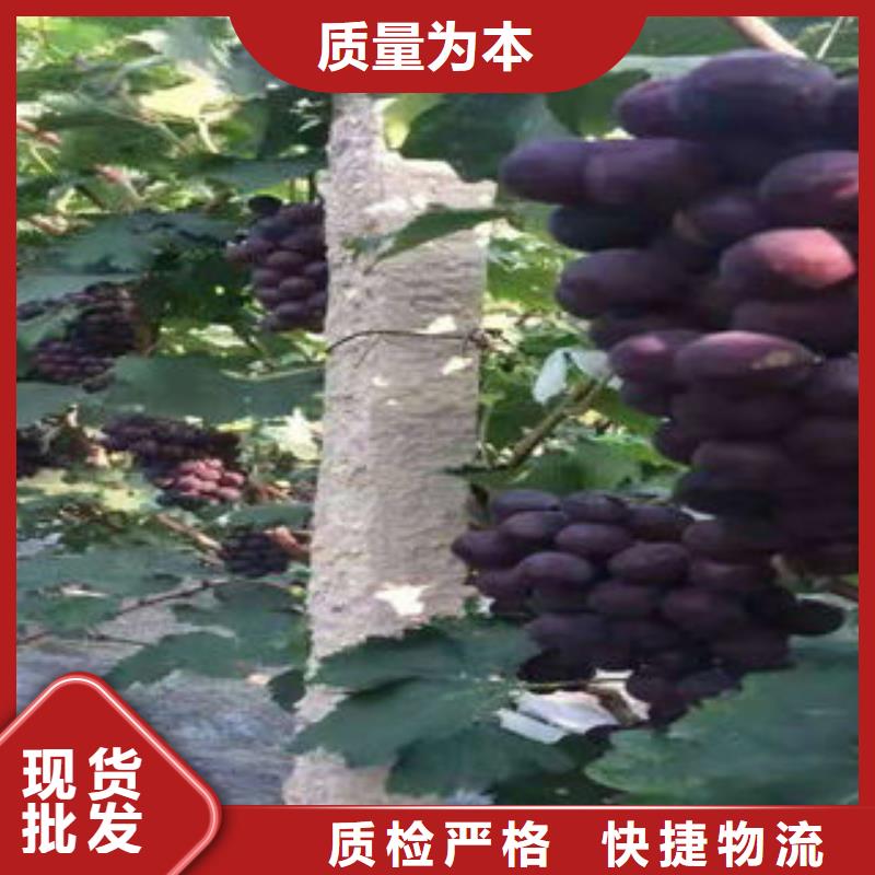 葡萄苗,梨树苗厂家货源稳定