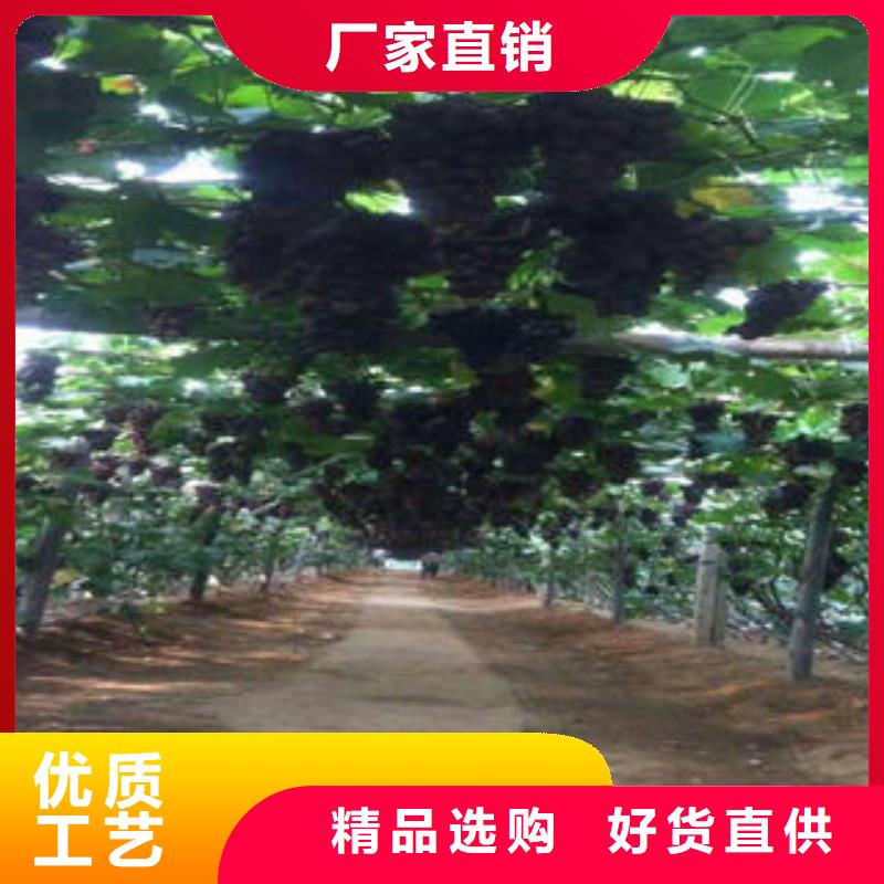 葡萄苗【花椒苗】让利客户
