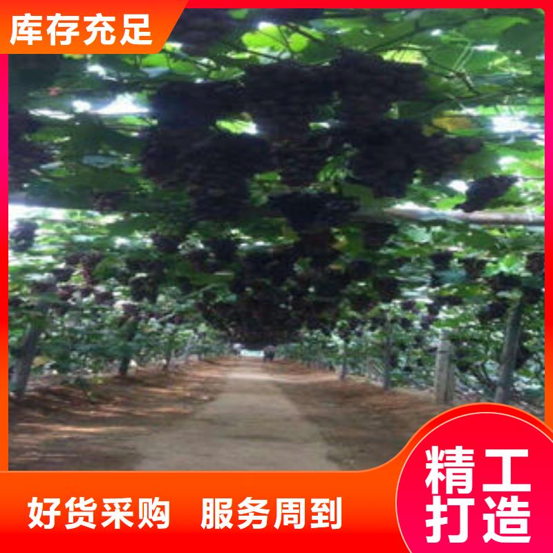 葡萄苗花椒苗产地直供