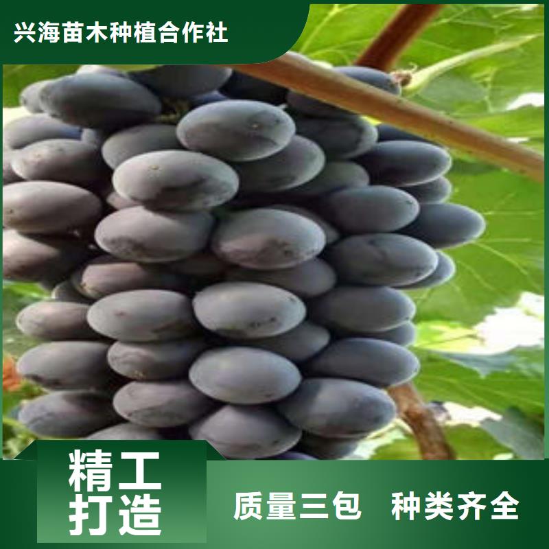 葡萄苗桃树苗好品质经得住考验