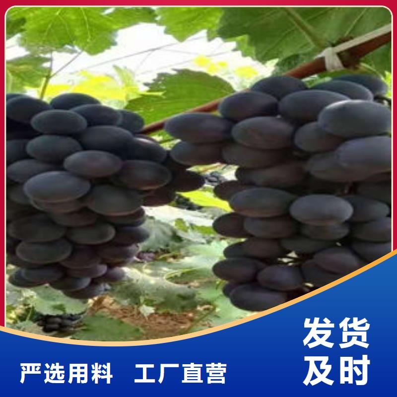 葡萄苗梨树苗质量为本