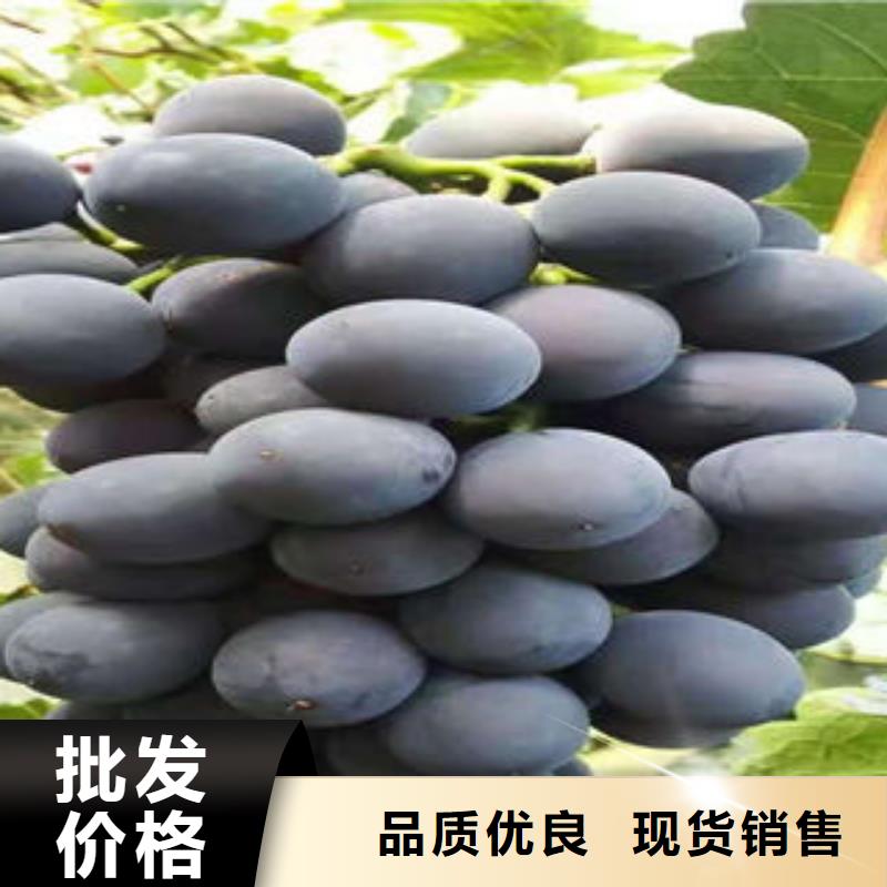 葡萄苗苹果苗优质货源