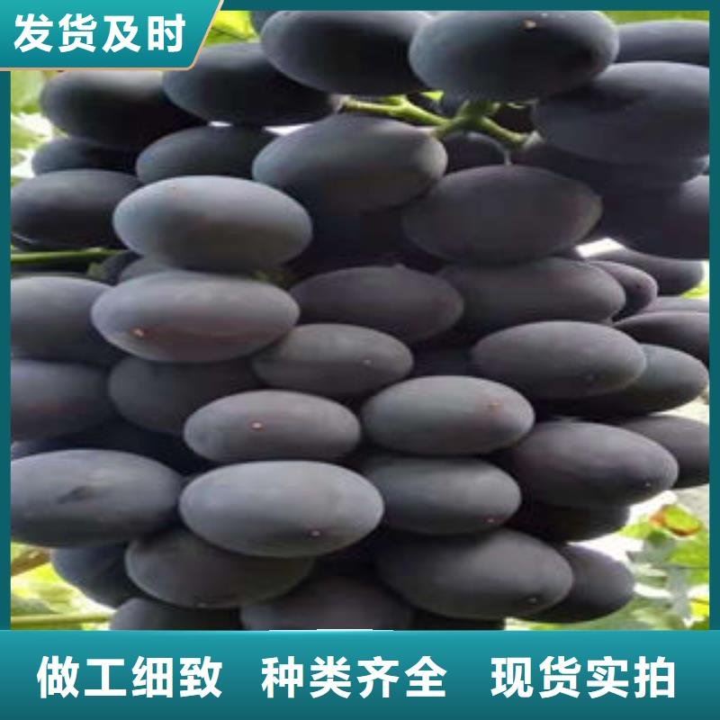 葡萄苗蓝莓苗源头厂家经验丰富