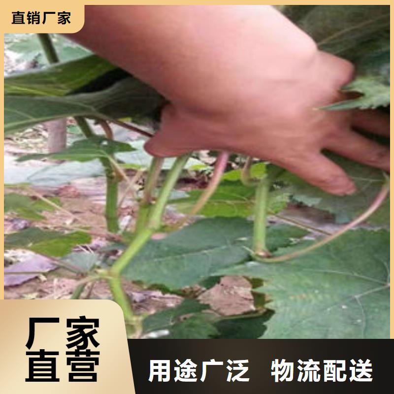 葡萄苗桃树苗实力优品
