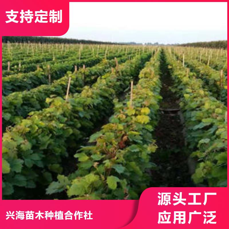 葡萄苗蓝莓苗源头厂家经验丰富