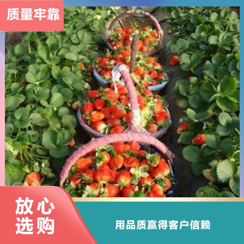 草莓苗桃树苗专业生产N年