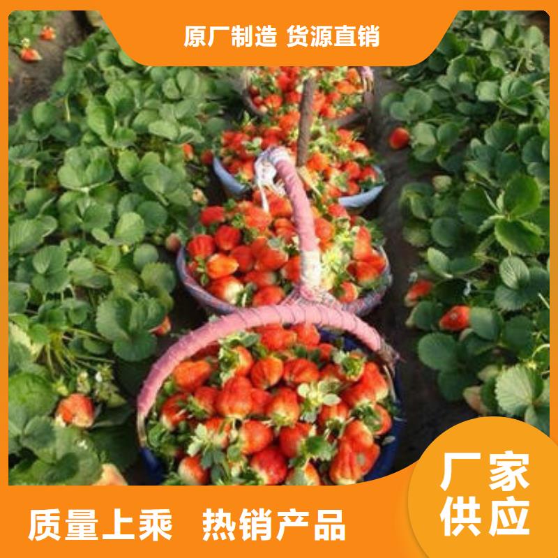 草莓苗花椒苗按需定制