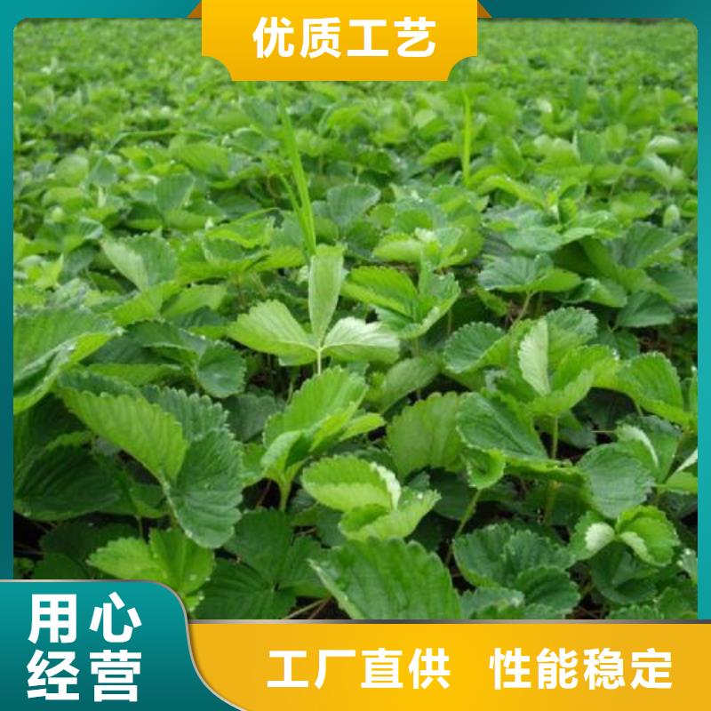 草莓苗桃树苗专业生产N年