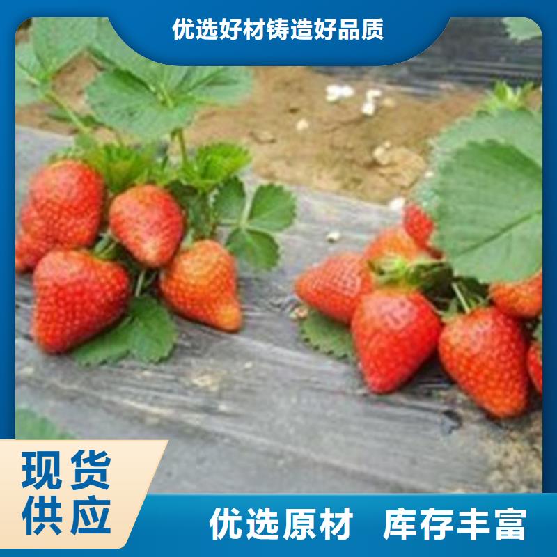 草莓苗花椒苗按需定制
