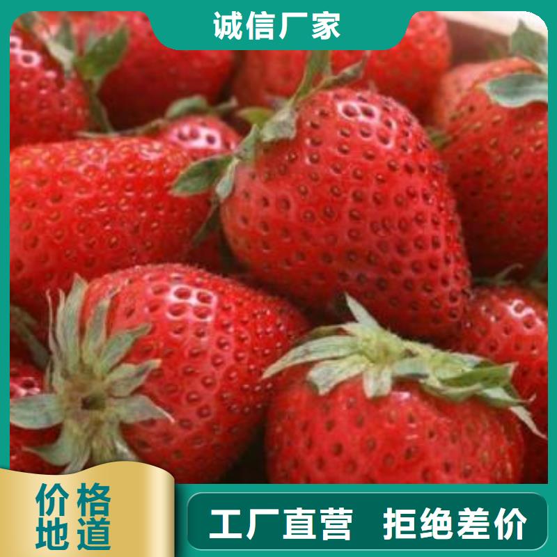 草莓苗,梨树苗一站式采购