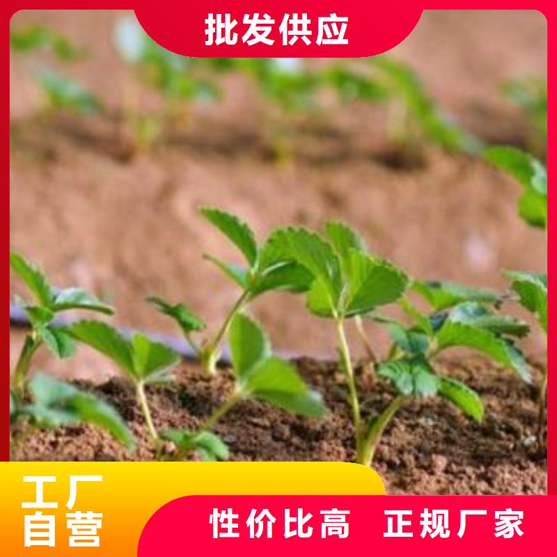 【草莓苗桃树苗厂家售后完善】