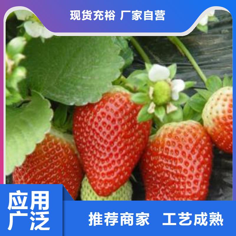 【草莓苗】蓝莓苗现货供应
