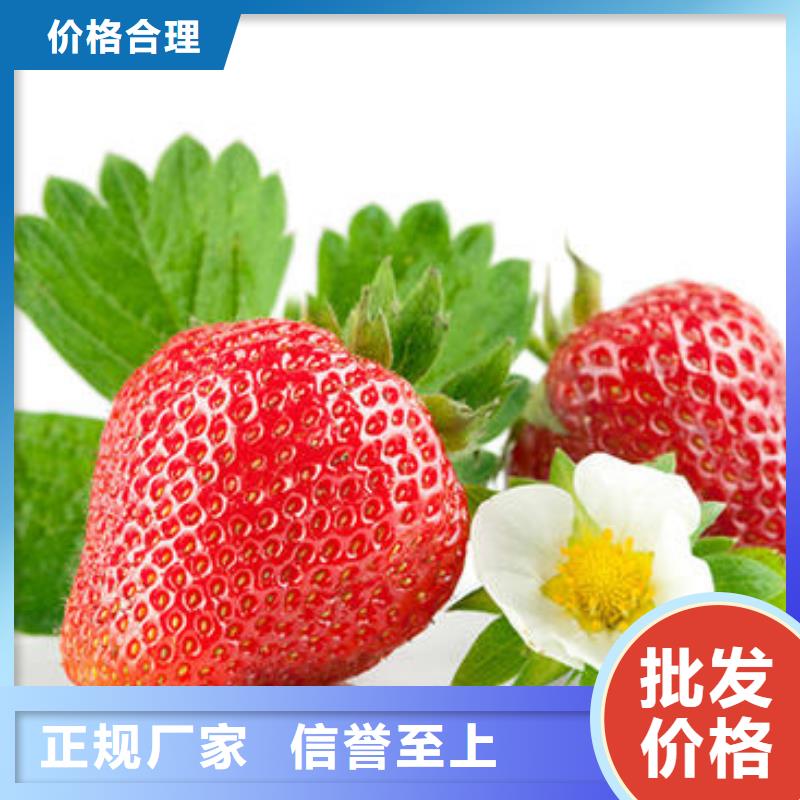 草莓苗【梨树苗】规格齐全实力厂家