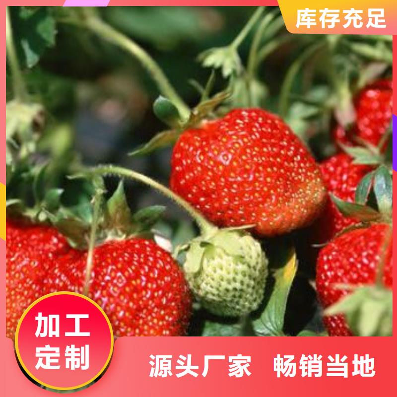 草莓苗桃树苗专业生产N年