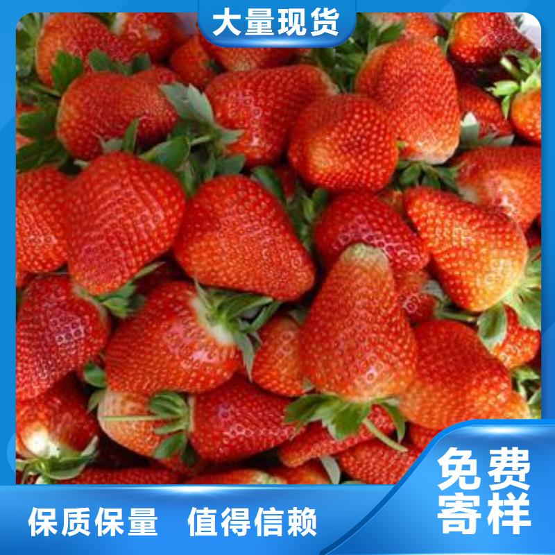 草莓苗山楂苗厂家直销直供