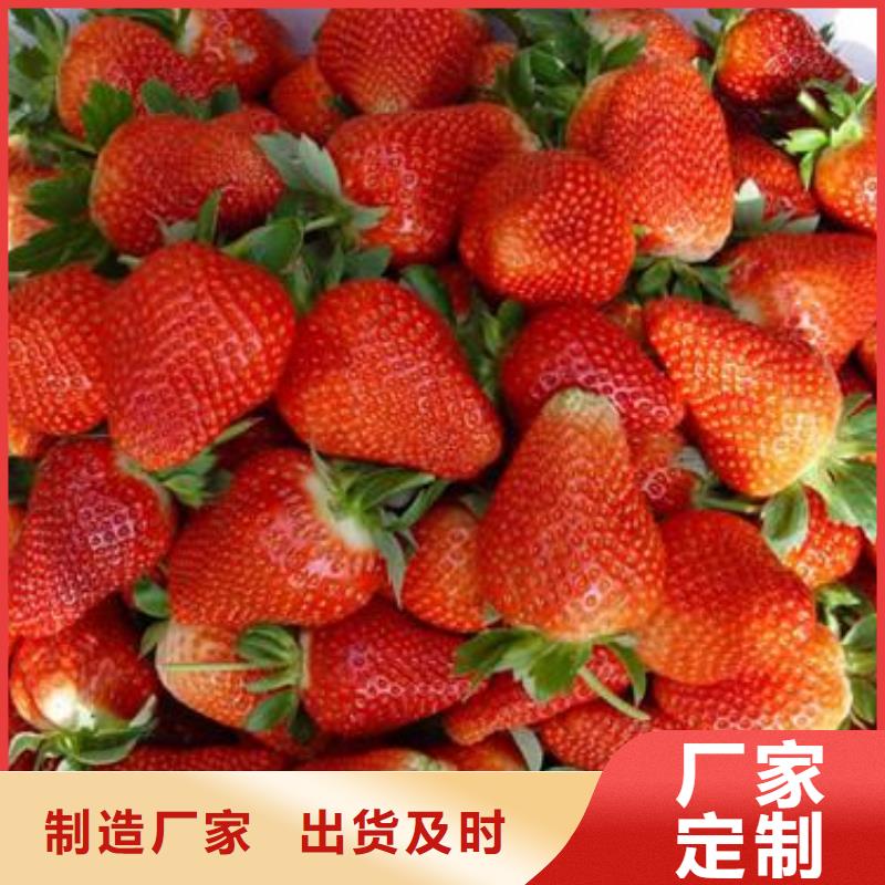 草莓苗核桃苗专业厂家