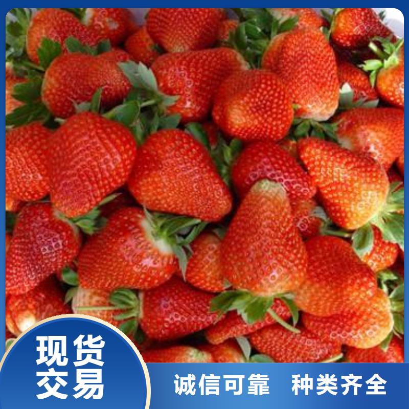 草莓苗苹果苗精工制作