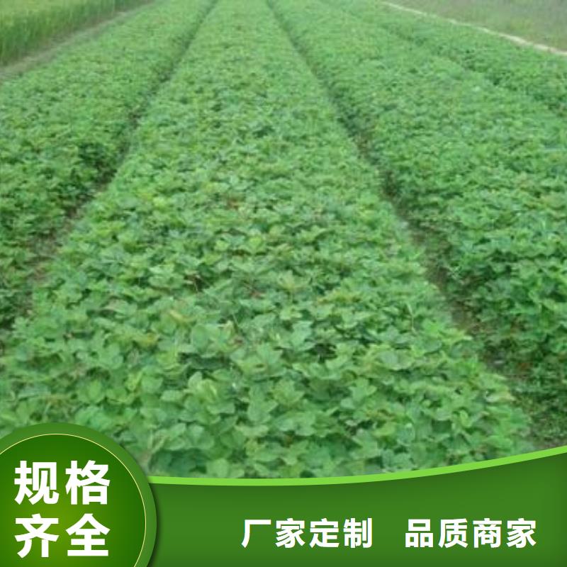 草莓苗李子苗不只是质量好