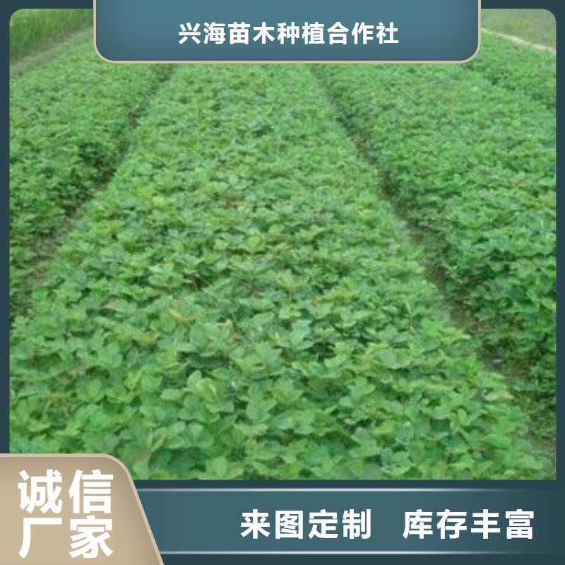 草莓苗核桃苗专业厂家