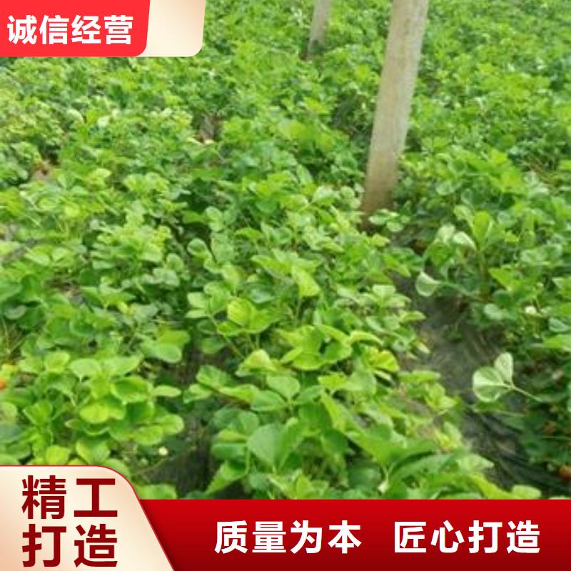 草莓苗李子苗不只是质量好