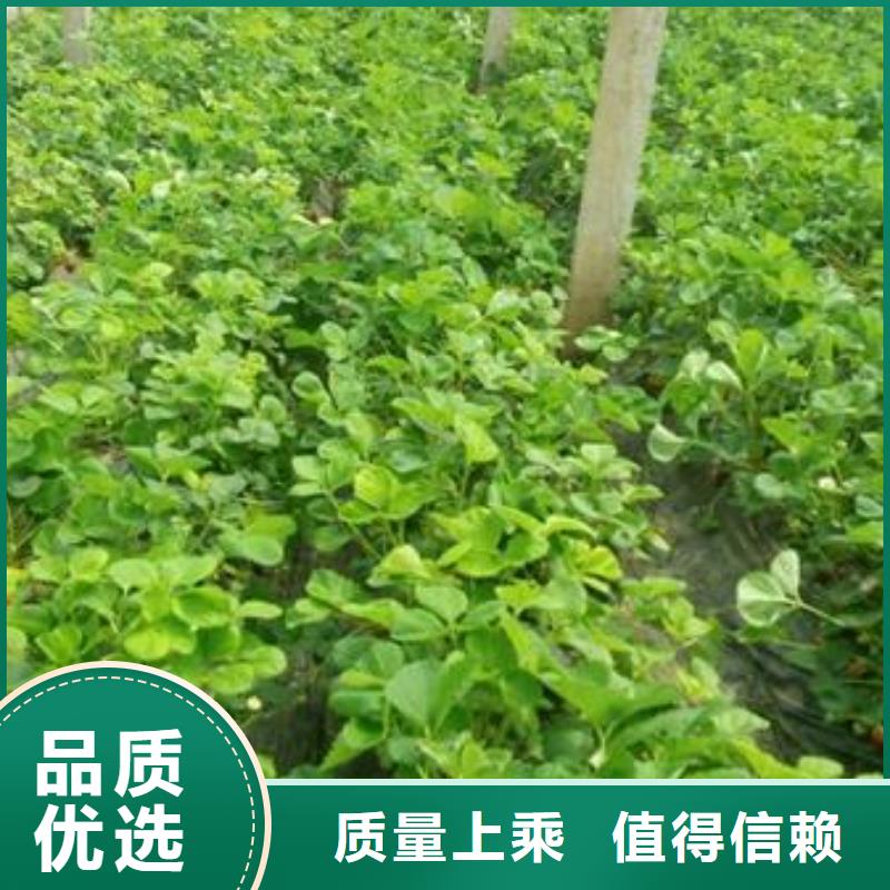 草莓苗花椒苗按需定制