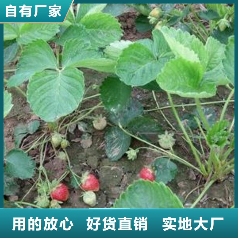 草莓苗核桃苗专业厂家