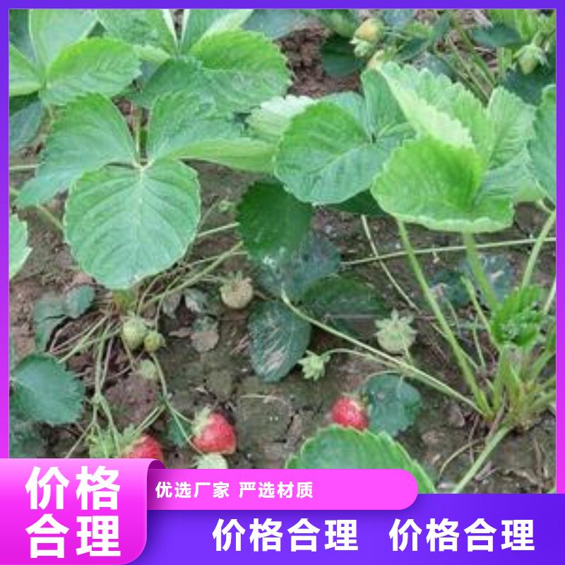 草莓苗山楂苗厂家直销直供