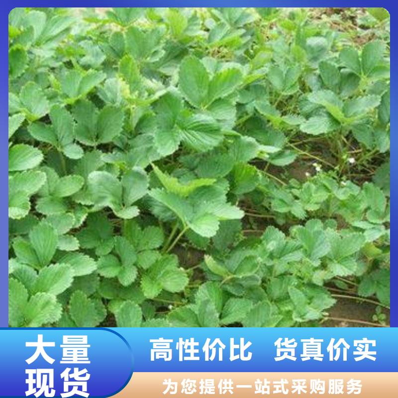 草莓苗苹果苗精工制作